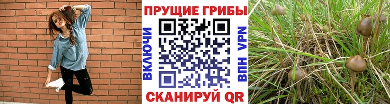 Галлюциногенные грибы Cubensis Купить где Алушта